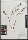Foto von Salix myrtillifolia Anderson